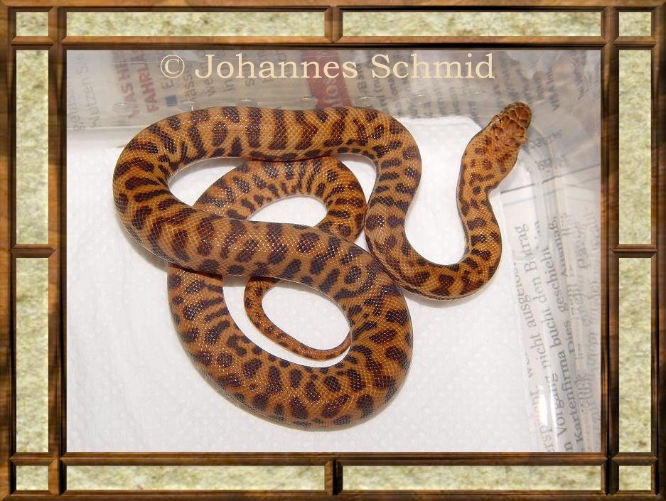 Antaresia stimsoni orientalis Baby